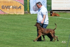 Faxe als Partner-Hund auf der WM 2016