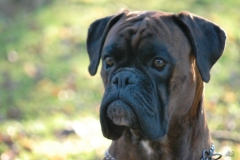 comp_DSC_0262